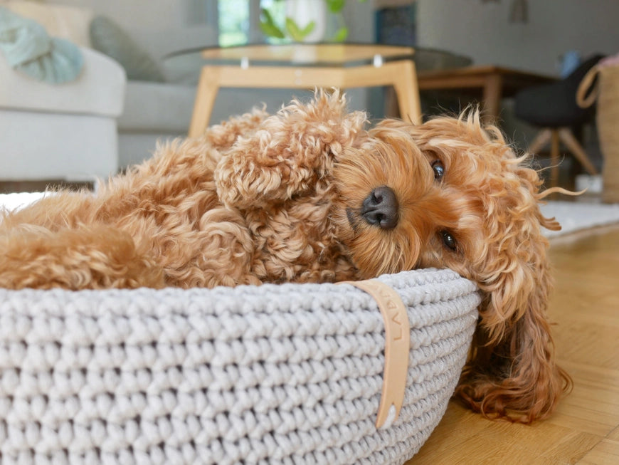Lukko Handwoven Dog Bed – Oval Cotton Rope Bed with Removable Cushion (Made in Poland)