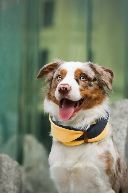 Simo Luxe Neck Warmer by Labbvenn β Soft, Stylish Winter Warmth for Dogs