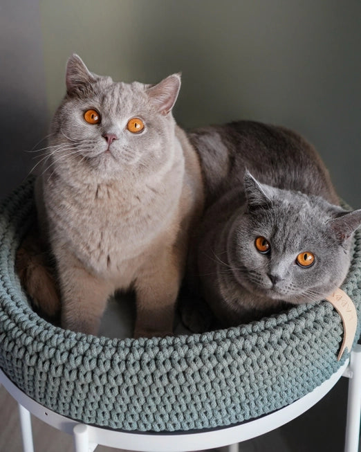 Coco Handwoven Dog & Cat Bed β Ultra-Cozy Cotton Basket with Pillow Base