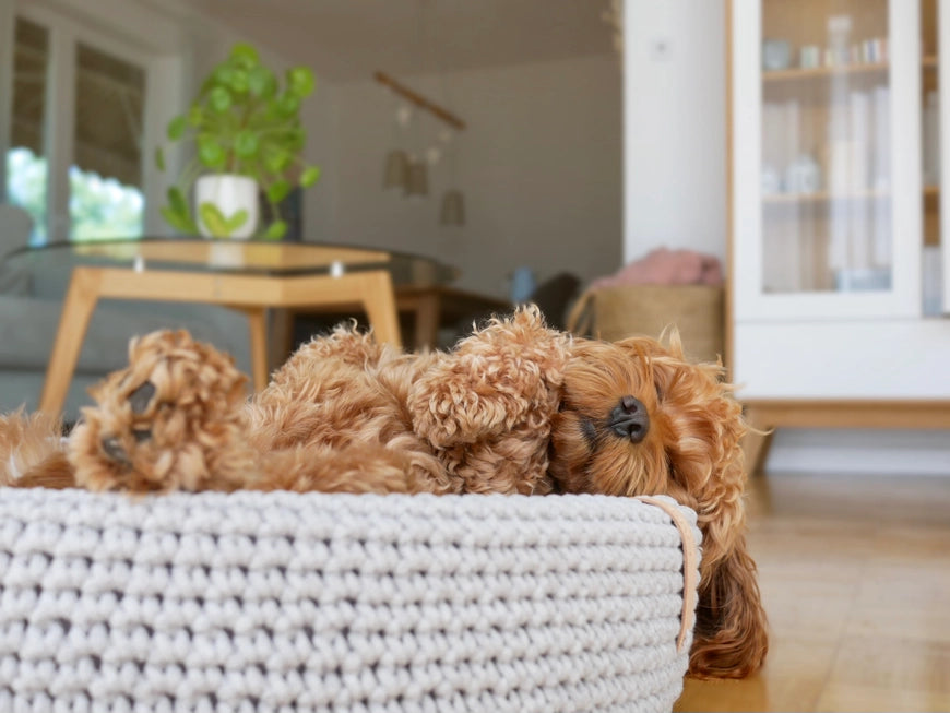 Lukko Handwoven Dog Bed – Oval Cotton Rope Bed with Removable Cushion (Made in Poland)