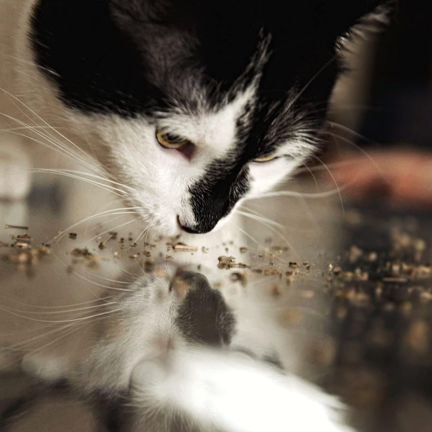 Meowijuana™ Organic Catnip Bottle Bundle – “Purrple Passion”