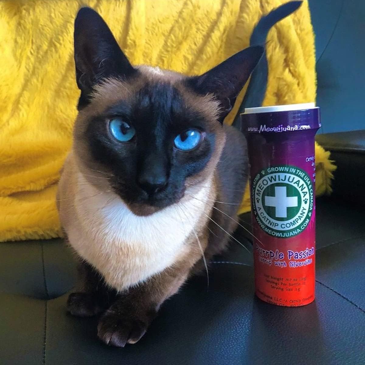 Meowijuana™ Organic Catnip Bottle Bundle – “Purrple Passion”