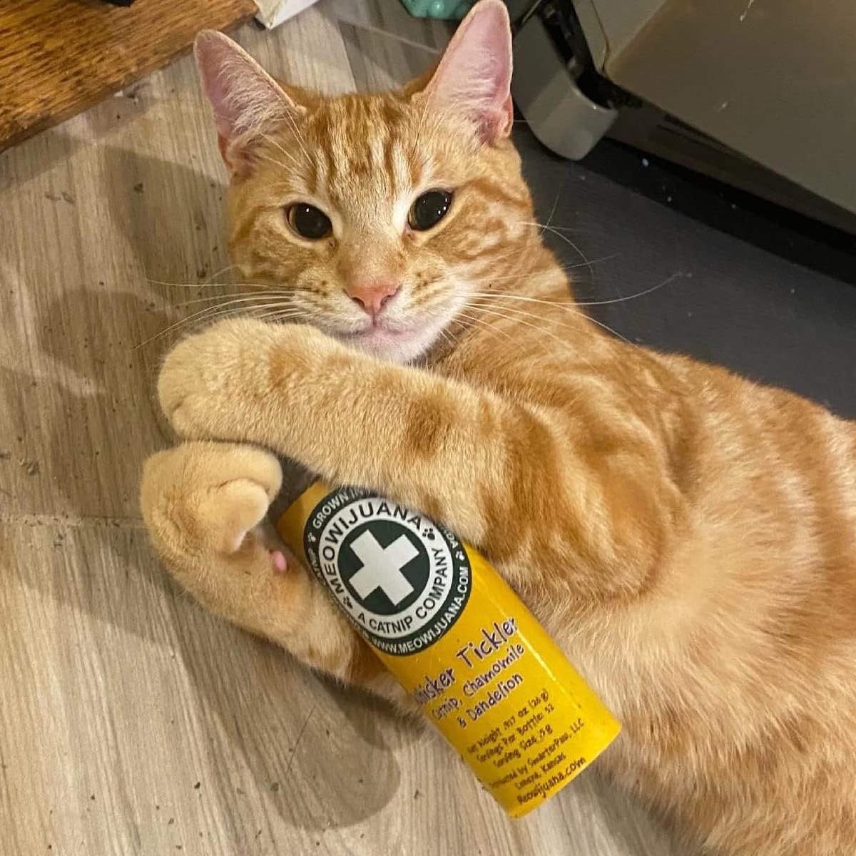 Meowijuana™ Organic Catnip Bottle Bundle – “Purrple Passion”
