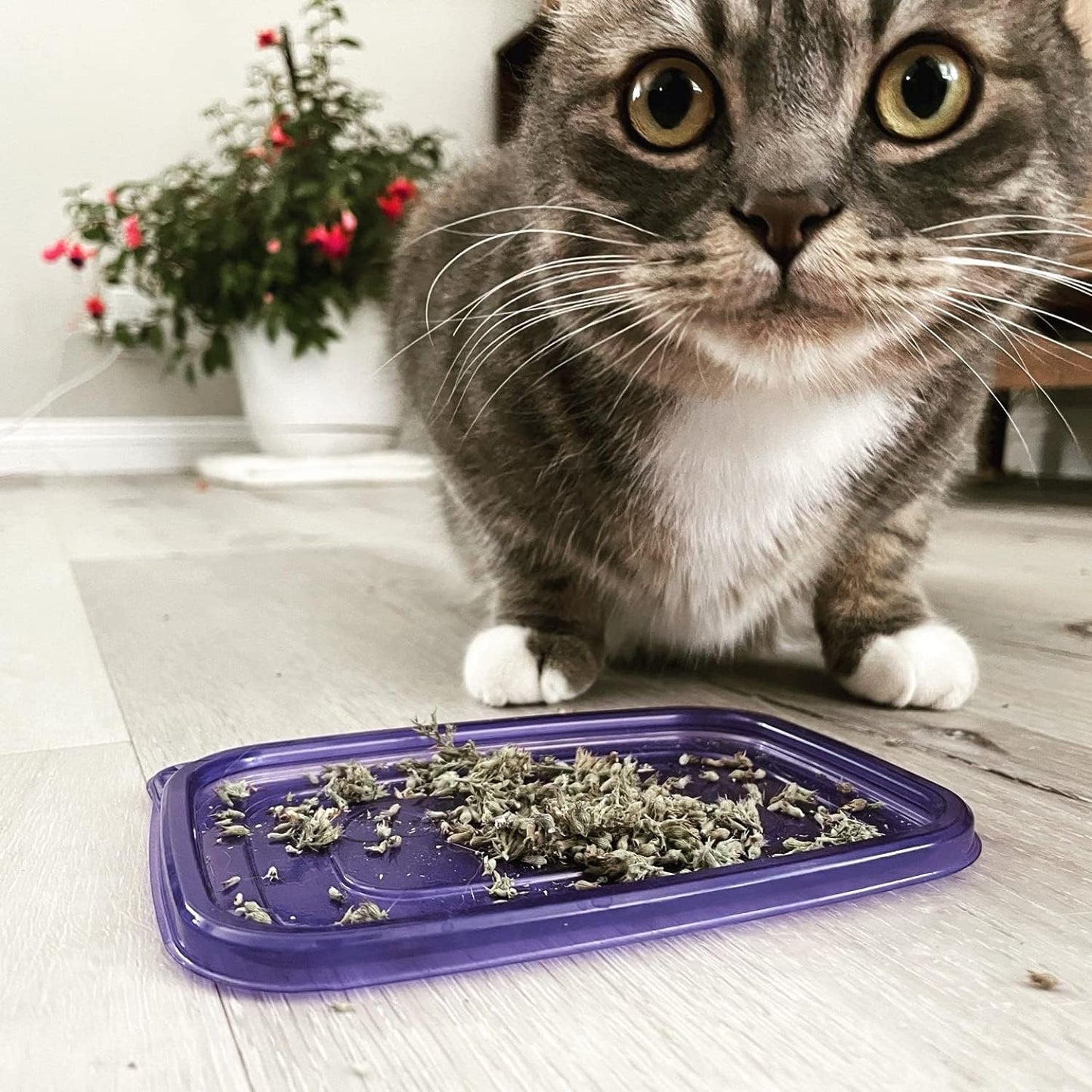 Meowijuana™ Organic Catnip Bottle Bundle – “Purrple Passion”