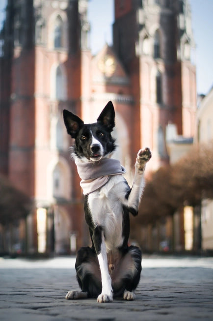 Simo Luxe Neck Warmer by Labbvenn β Soft, Stylish Winter Warmth for Dogs