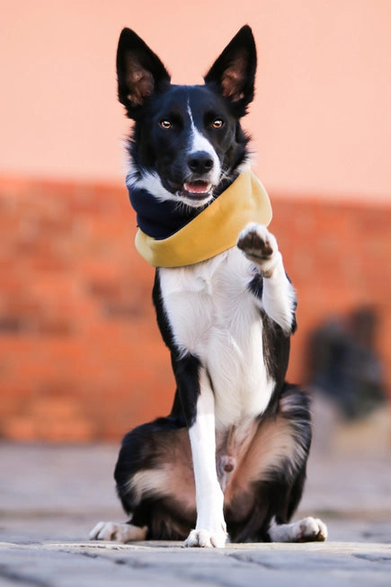 Simo Luxe Neck Warmer by Labbvenn β Soft, Stylish Winter Warmth for Dogs