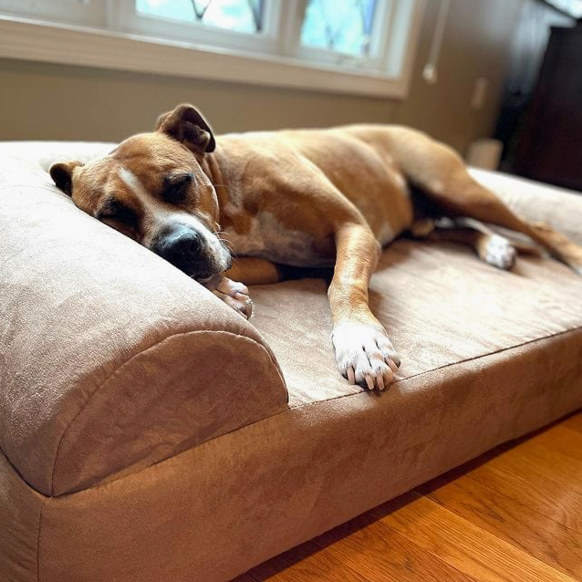 Luxe Orthopedic Dog Sofa Bed – Elevated Support in 4 Colors (GIANT)