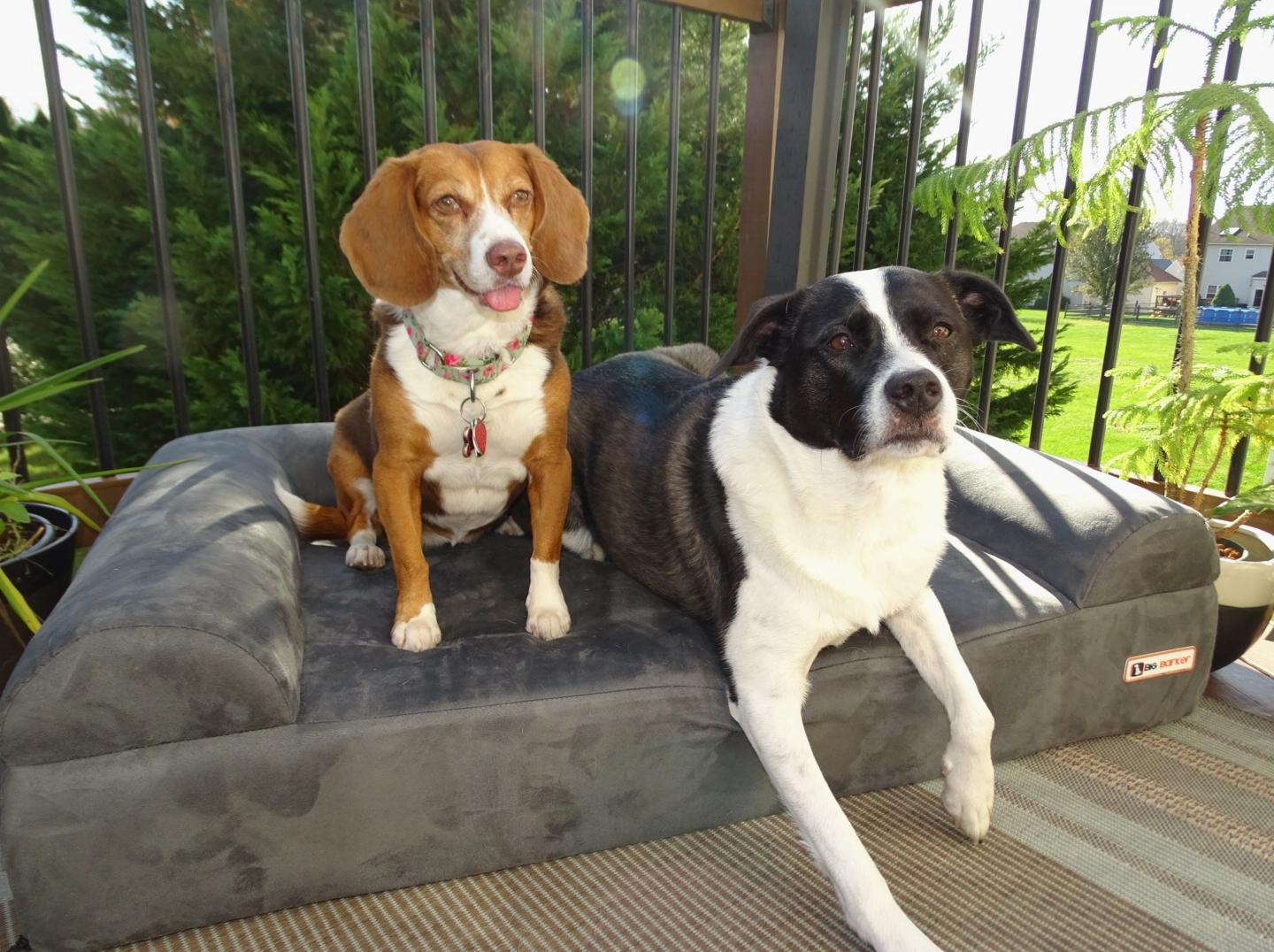 Luxe Orthopedic Dog Sofa Bed – Elevated Support in 4 Colors (GIANT)