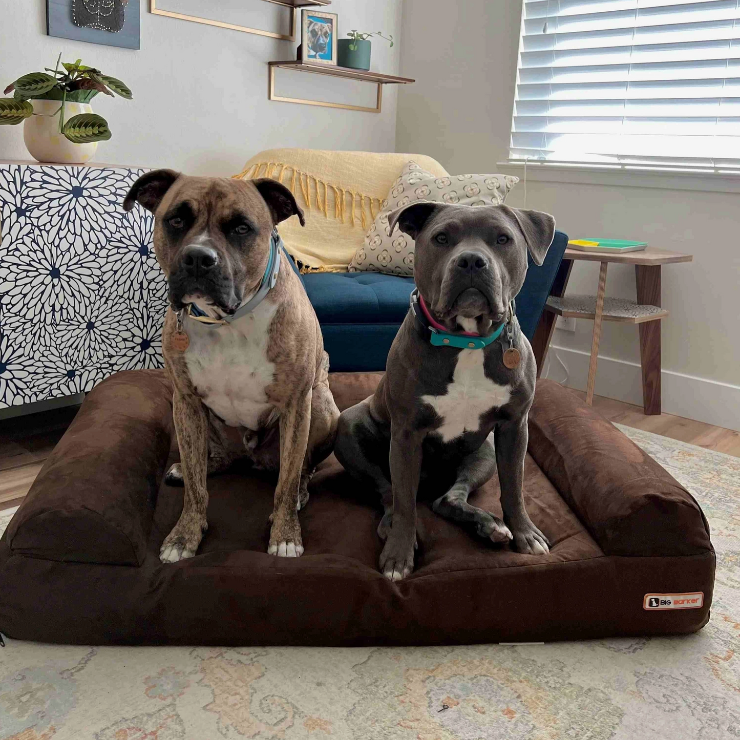Luxe Orthopedic Dog Sofa Bed – Elevated Support in 4 Colors (GIANT)