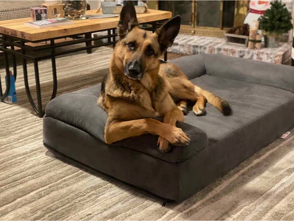Luxe Orthopedic Dog Sofa Bed – Elevated Support in 4 Colors (GIANT)
