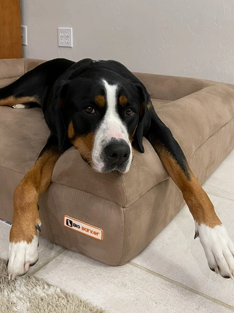 Luxe Orthopedic Dog Sofa Bed – Elevated Support in 4 Colors (GIANT)
