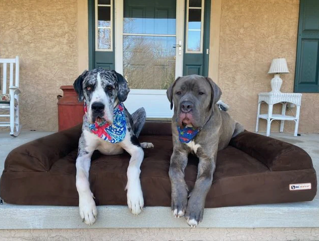 Luxe Orthopedic Dog Sofa Bed – Elevated Support in 4 Colors (GIANT)