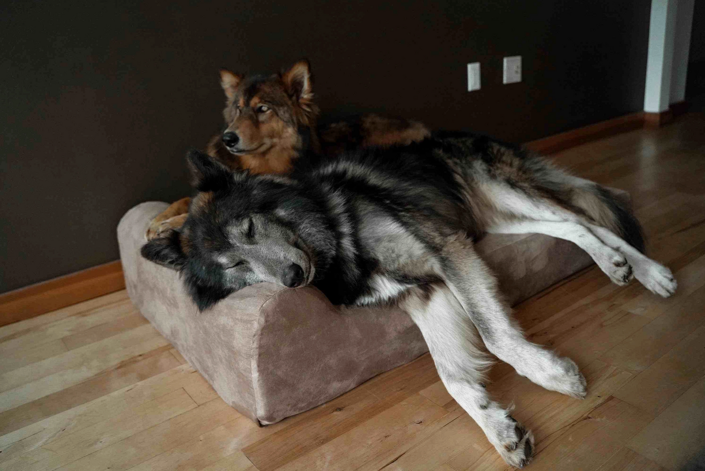 Orthopaedic Dog Bed – Headrest Edition | Therapeutic Support (EXTRA-LARGE)