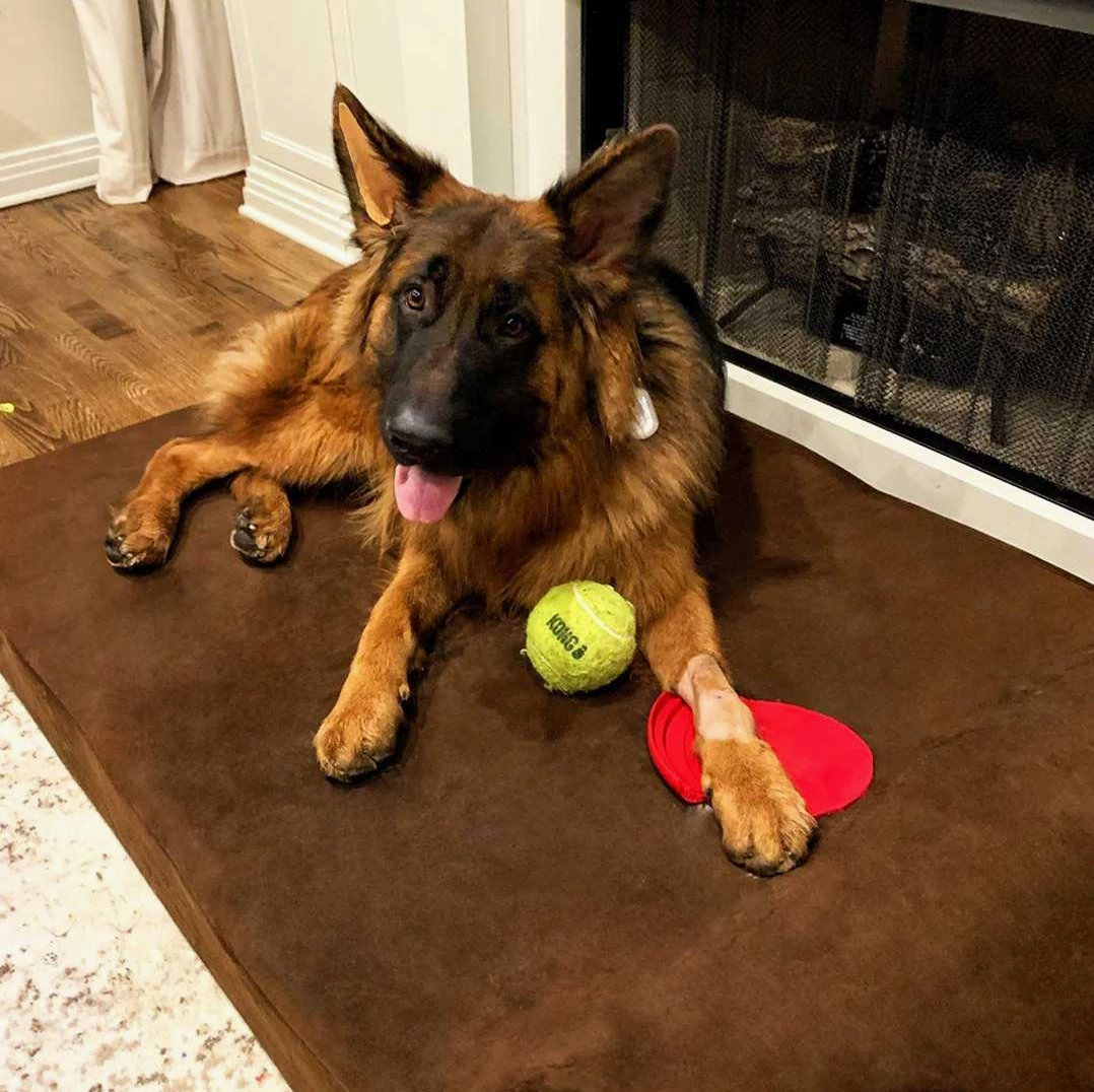 Orthopaedic Dog Bed – Headrest Edition | Therapeutic Support (EXTRA-LARGE)