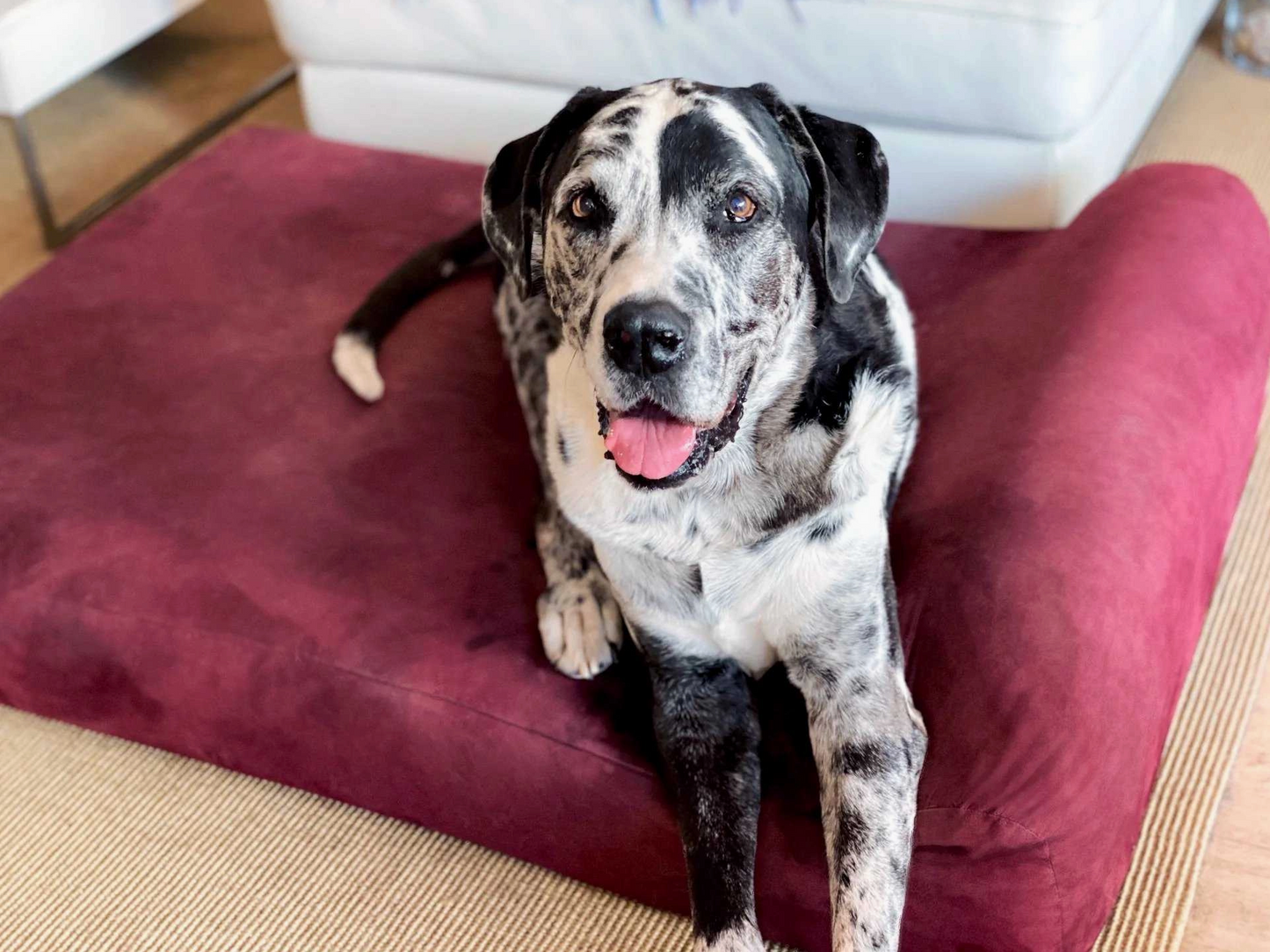 Orthopaedic Dog Bed – Headrest Edition | Therapeutic Support (EXTRA-LARGE)