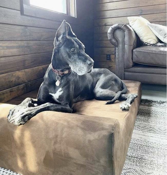 Orthopaedic Dog Bed – Headrest Edition | Therapeutic Support (EXTRA-LARGE)