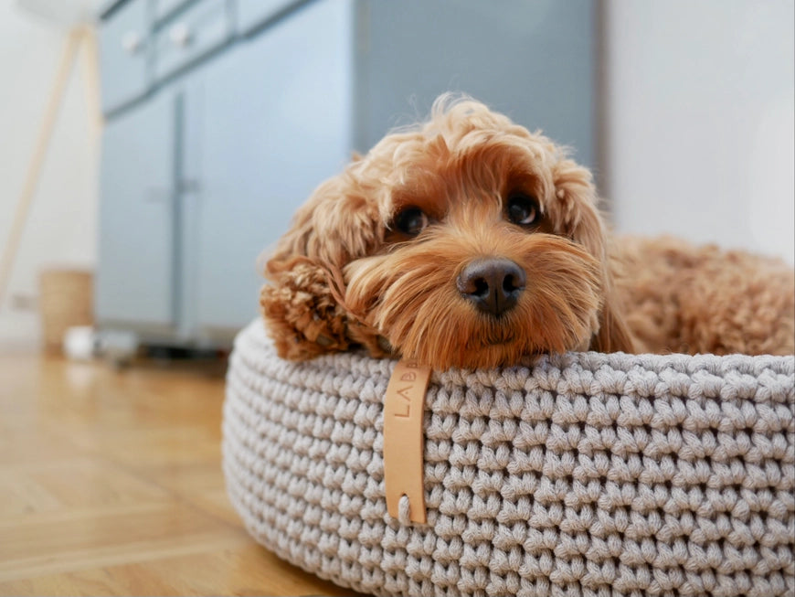 Lukko Handwoven Dog Bed – Oval Cotton Rope Bed with Removable Cushion (Made in Poland)