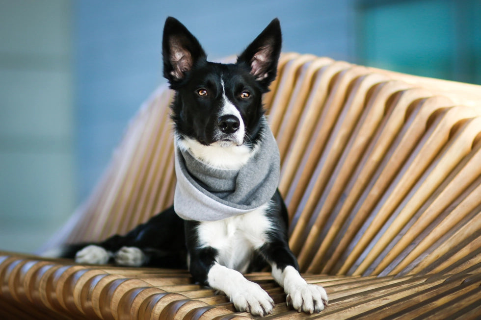 Simo Luxe Neck Warmer by Labbvenn β Soft, Stylish Winter Warmth for Dogs