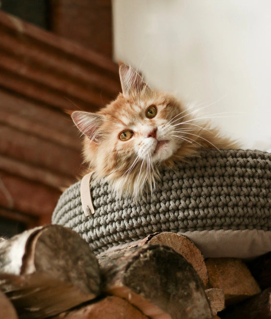 Coco Handwoven Dog & Cat Bed β Ultra-Cozy Cotton Basket with Pillow Base