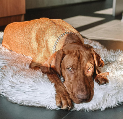 Luxury Faux Fur Orthopedic Dog Bed, Memory Foam Dog Bed​ For​ Small, Medium, Large and XL Pets, Fluffy Pet Rug with Waterproof ​And ​Washable Cover, White, Medium 40X25”