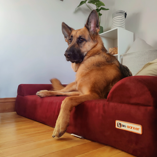 Luxe Orthopedic Dog Sofa Bed – Elevated Support in 4 Colors (EXTRA-LARGE)