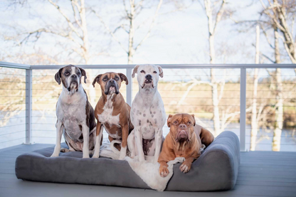 Orthopaedic Dog Bed – Headrest Edition | Therapeutic Support  (GIANT)